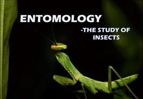 22116 ENTOMOLOGY-THE STUDY OF INSECTS