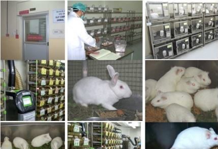 LABORATORY ANIMAL CARE, MANAGEMENT AND EXPERIMENTAL TECHNIQUES